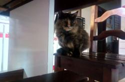 开云体育APP下载-双线辉煌，猛龙强势拿下上海队，杰伦格林在F1揭幕战接管比赛