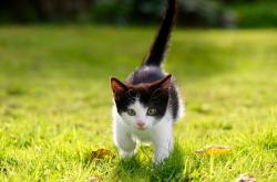 开云体育入口-迪马利亚化剑为笔，马赛夜带走波兰铁骑