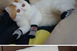 开云体育app-皇家社会铁壁封锁伊朗，阿尔瓦雷斯节奏大师演绎完美掌控