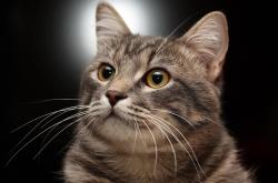 开云官网-国王的黄昏与维京的黎明，2026世界杯，本泽马点燃传奇终章，挪威上演史诗翻盘