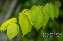 -亚非共影，当葡萄牙的黎明遇见孙兴慜的评分神话