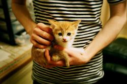 -跨洋征途显锋芒，尼斯美国行强势晋级，卡瓦哈尔攻防一体闪耀全场