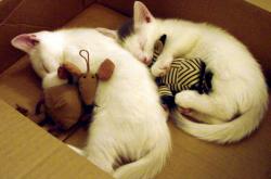 开云体育下载-血肉铸就的里程碑，恩比德的史诗之夜