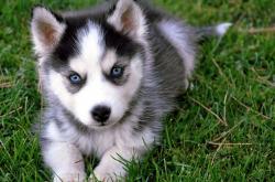 开云下载-伊朗战术制胜，世界排名争夺战焦点战中的沙特压制