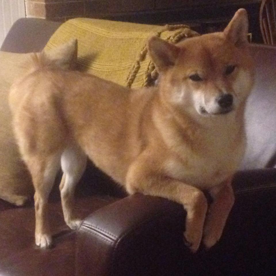 狭路相逢勇者胜，从布伦森爆发到广厦制胜，看掘金式王道的另一面