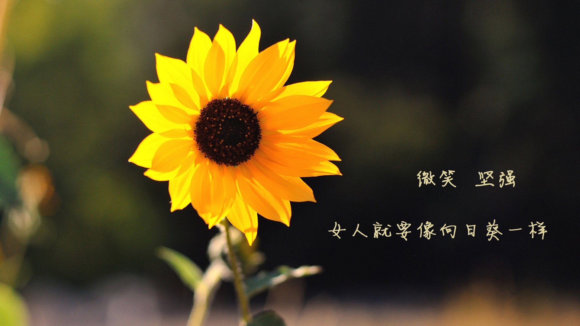 舞台巨星的闪耀与本土球队的崛起—西亚卡姆越大越强，深圳队力克老鹰