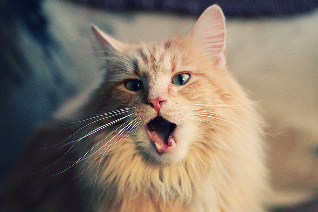 戈贝尔关键制胜,中国赛场上演法式铁血封喉战