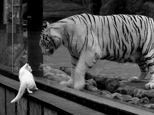 广厦客场击溃黄蜂，塔图姆50分统治攻防展现超巨本色