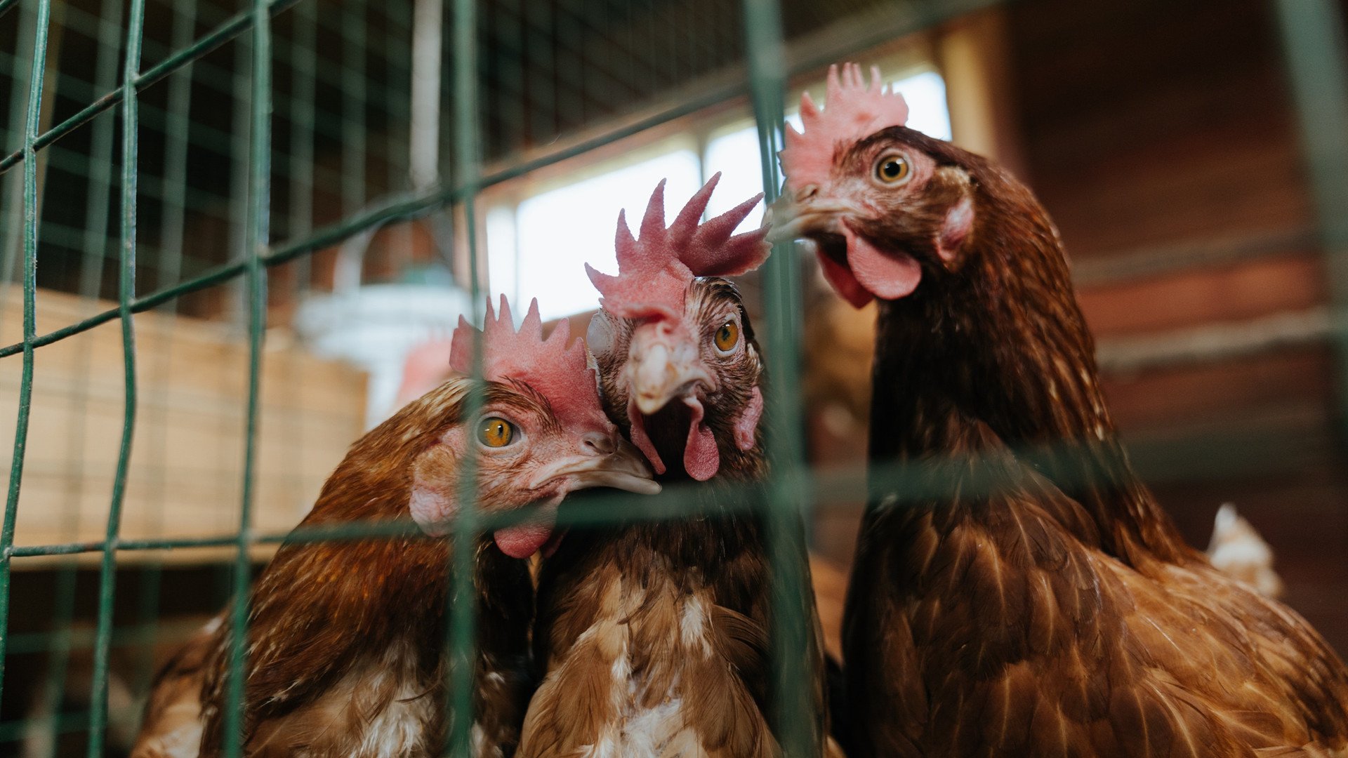 瑞士军刀刺穿里昂心脏，卡塞米罗于欧冠半决赛的绝对接管