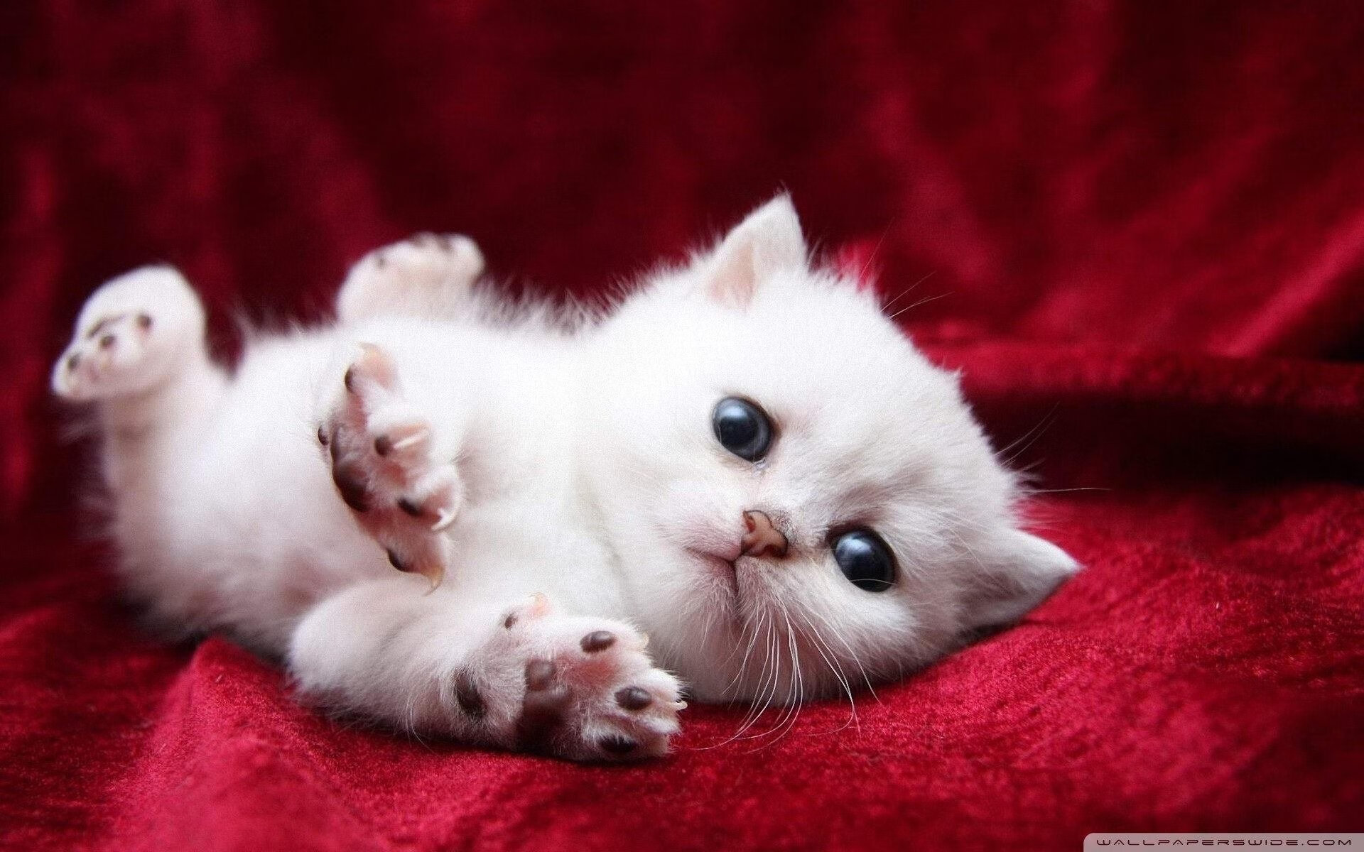 布雷默双响定乾坤，意甲焦点战拉开争冠分水岭