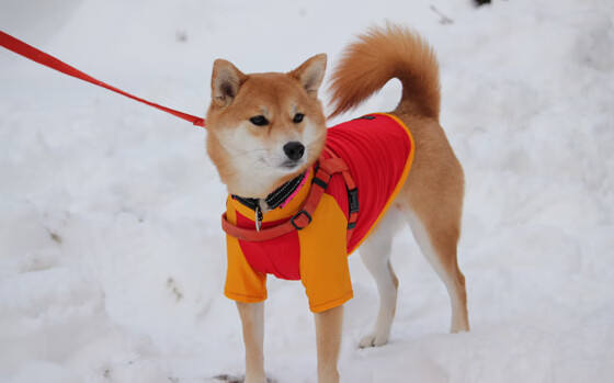 加时鏖战！辽宁队险胜国王，塔图姆无解表现难阻败局