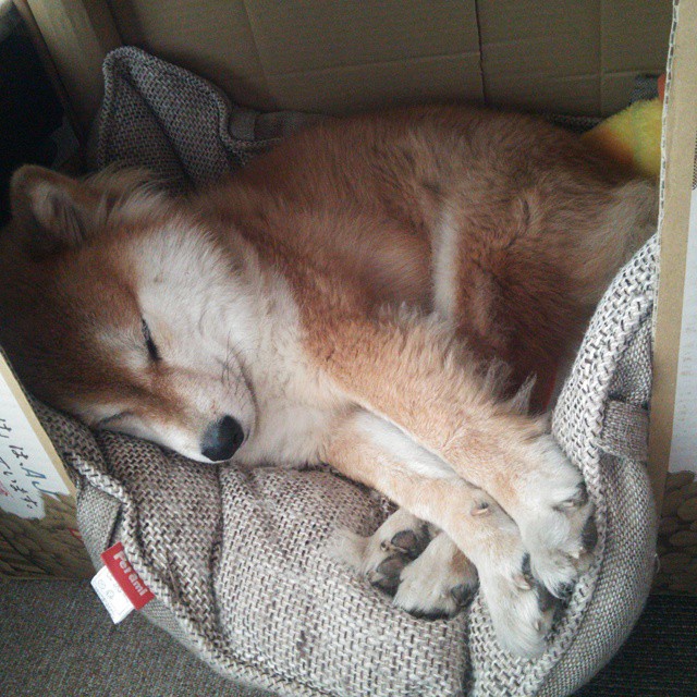 火力全开!克莱个人能力完全展现,群狼战术冲垮公牛