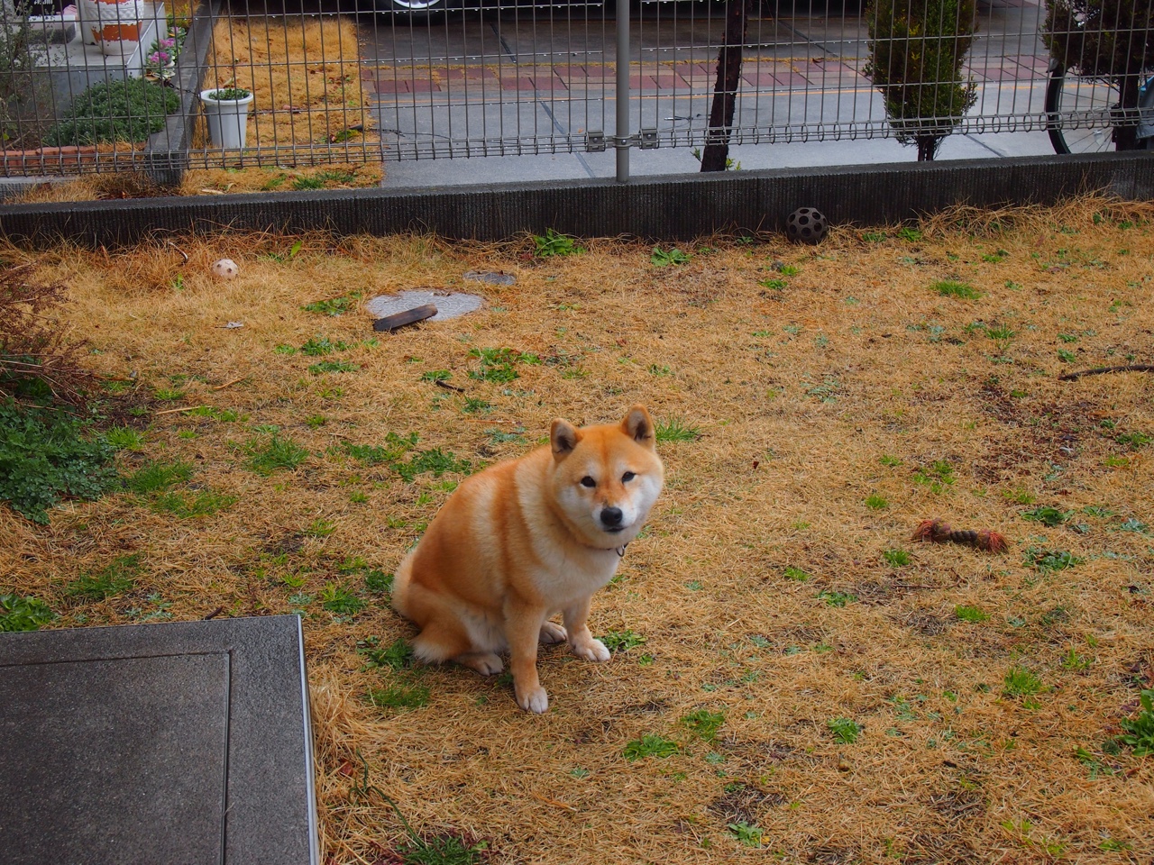 希腊劲旅硬仗取胜马德里竞技，哈兰德满分评分闪耀欧冠之夜