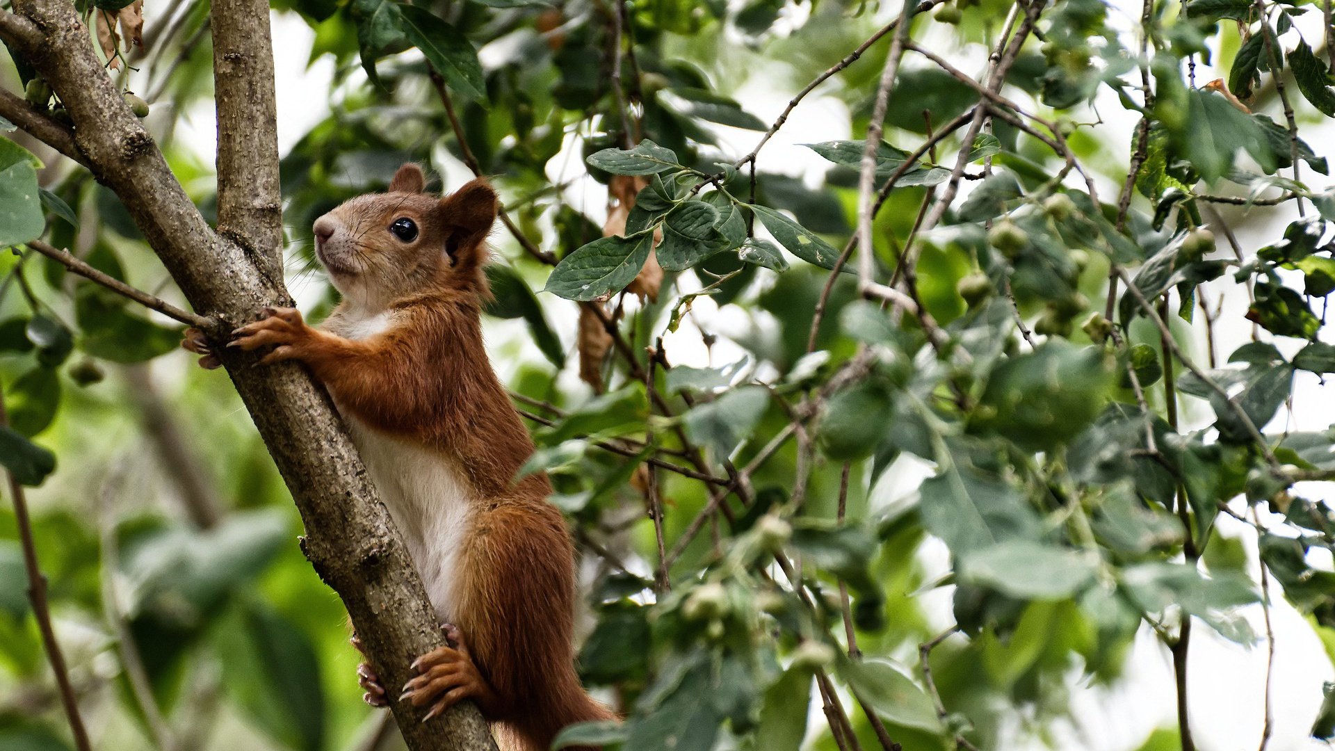 埃及神锋强行终结毕尔巴鄂，迪马利亚硬仗之王再铸传奇