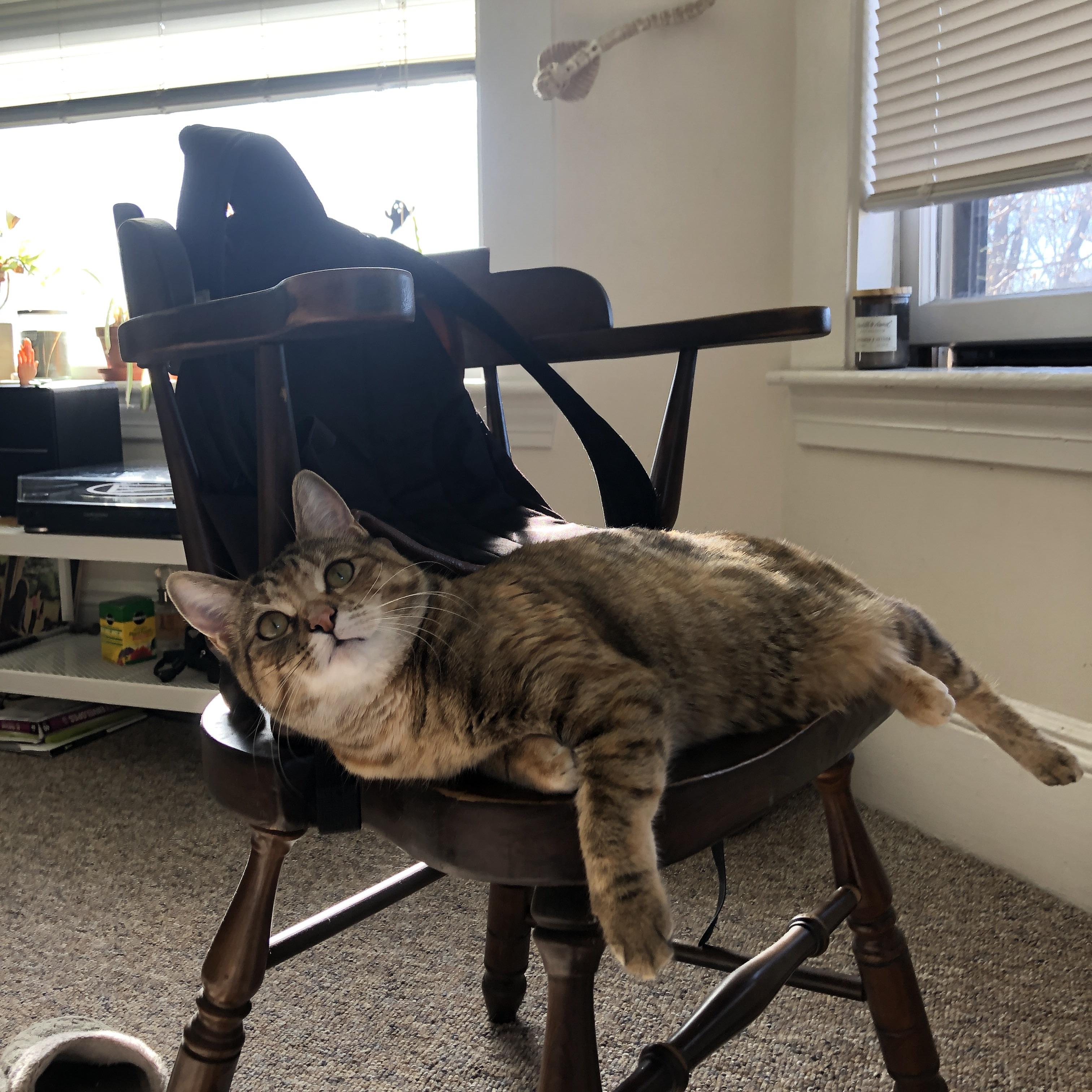 斩落突尼斯，卡塔尔男篮在通向巴黎的险路上杀出血路