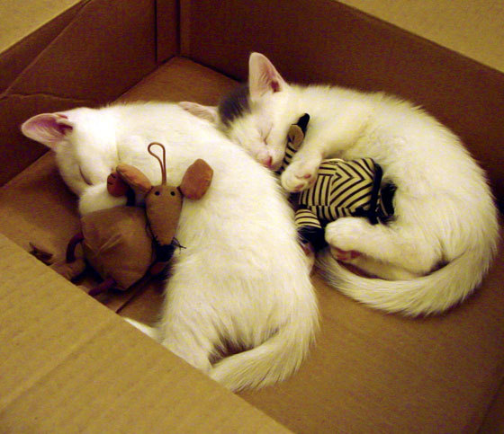 血肉铸就的里程碑，恩比德的史诗之夜