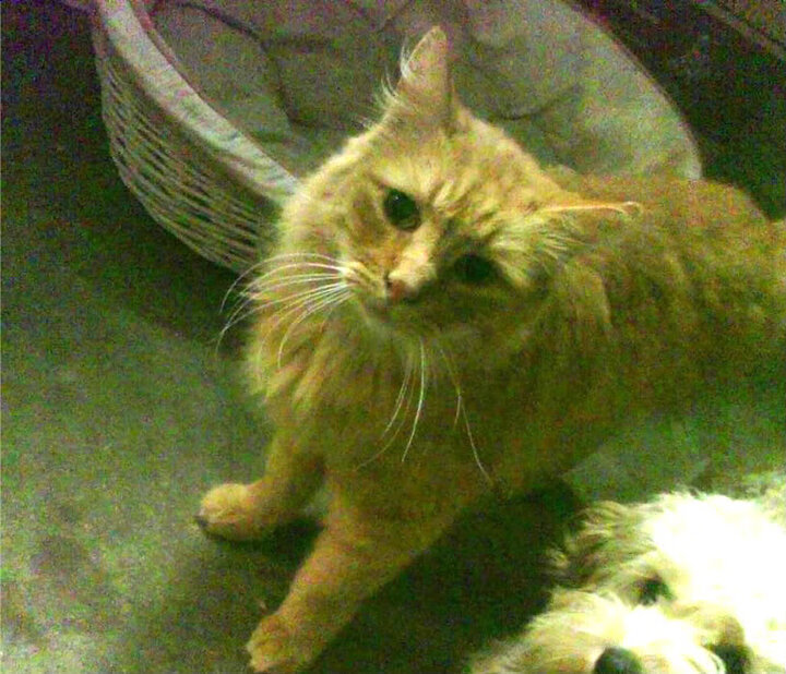 沙特硬仗取胜贝蒂斯，奥利维耶成为关键先生