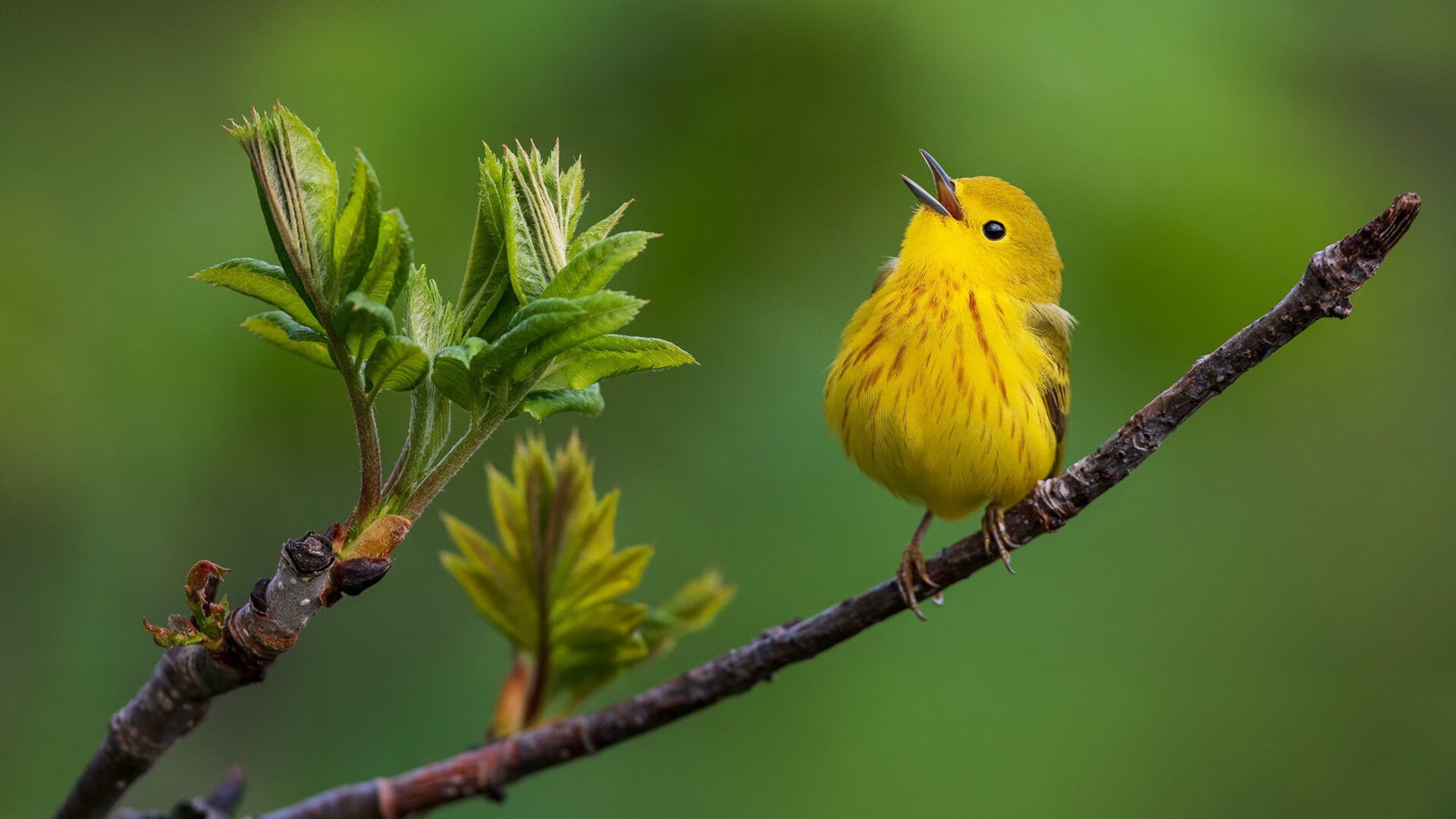 浙江险胜吉林，克莱轰50分生涯之夜一战封神