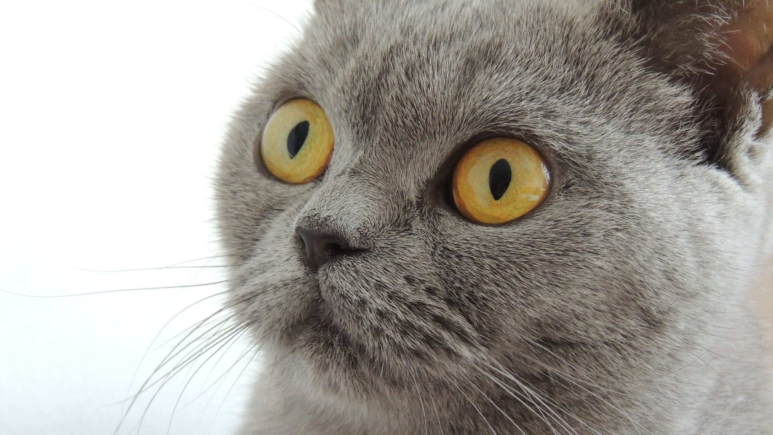 绝杀之夜！罗德里天神下凡，墨西哥哥舞探戈，沙漠之狐黯然退场