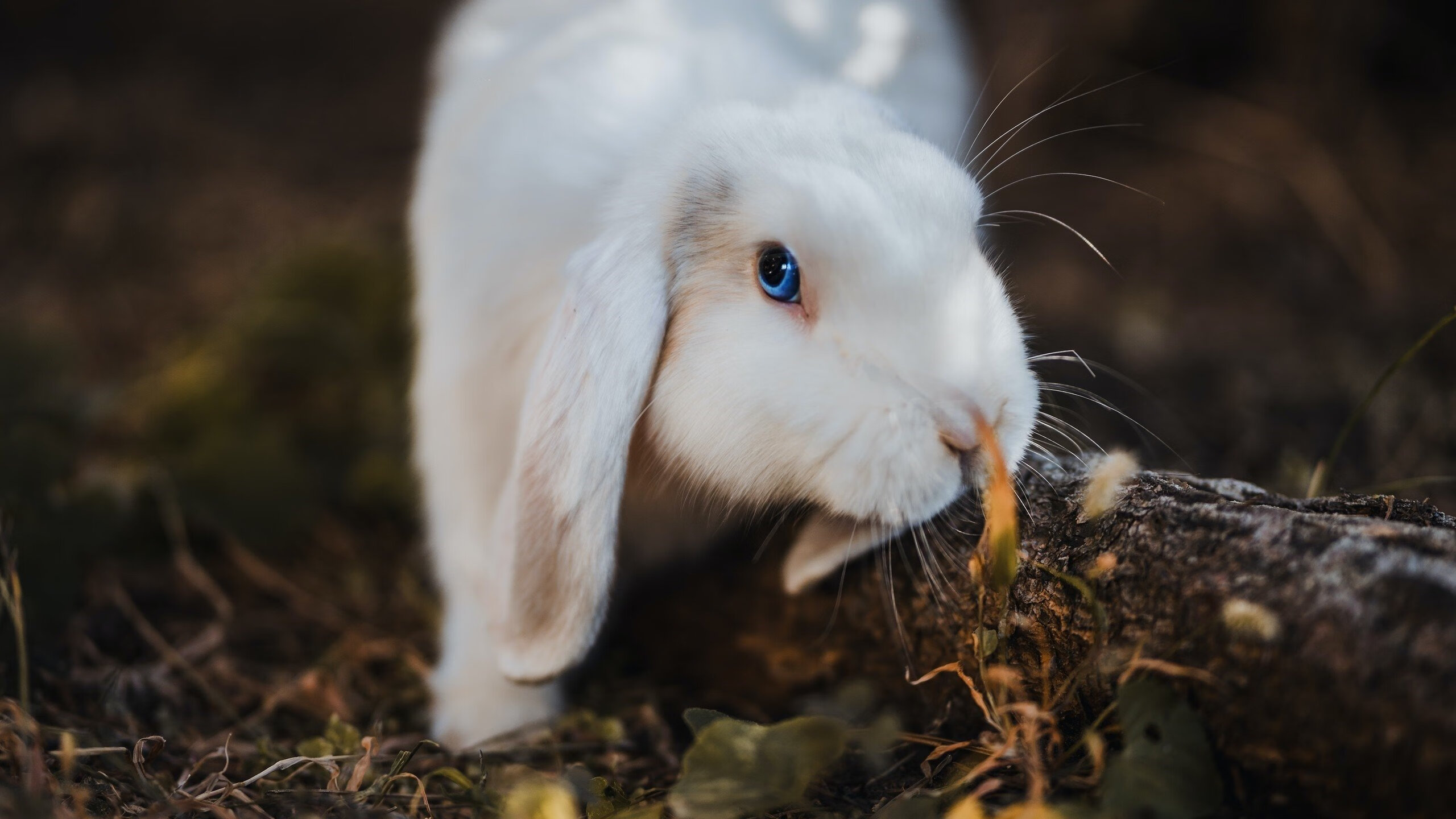 艺术与纪律的较量,奥纳纳如何成为佛罗伦萨节奏的关键先生