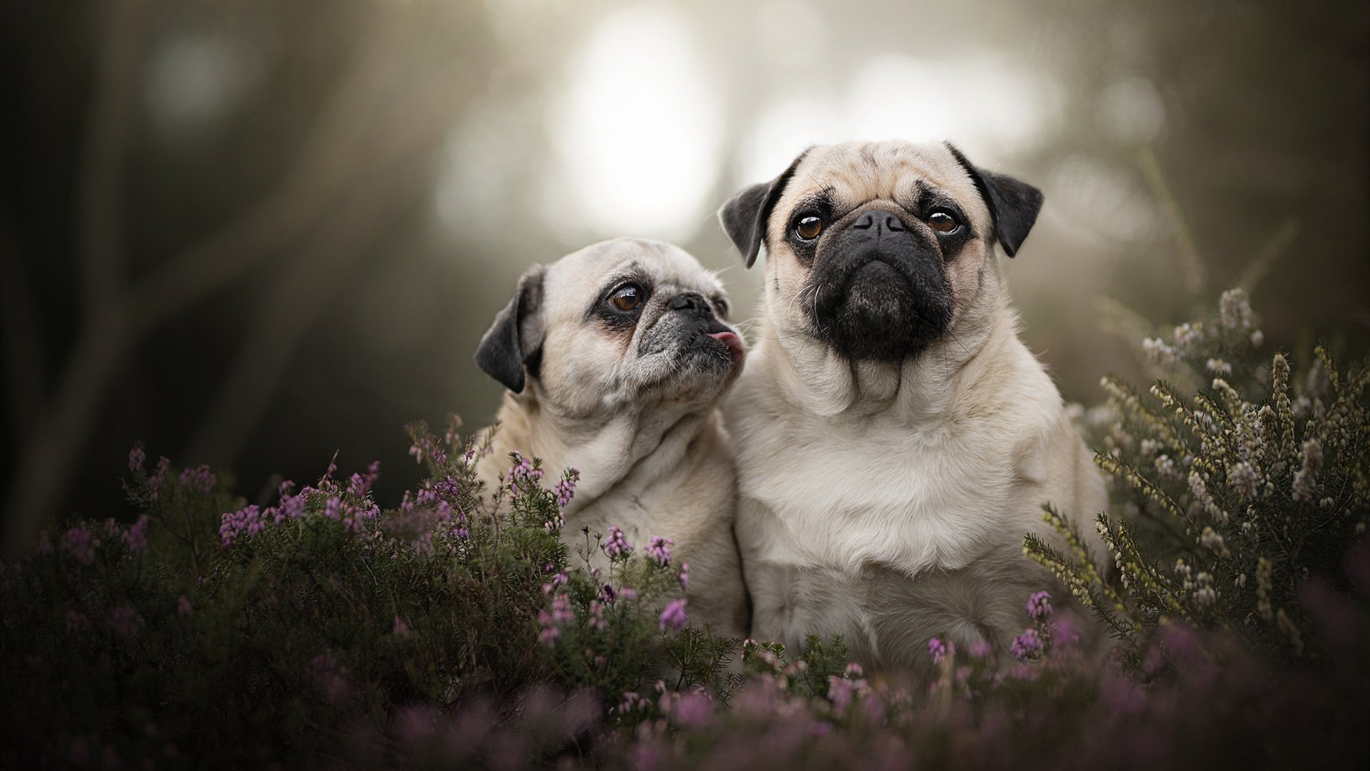 戈麦斯爆发!独砍22分主宰赛场,亚特兰大单节狂潮击溃牙买加
