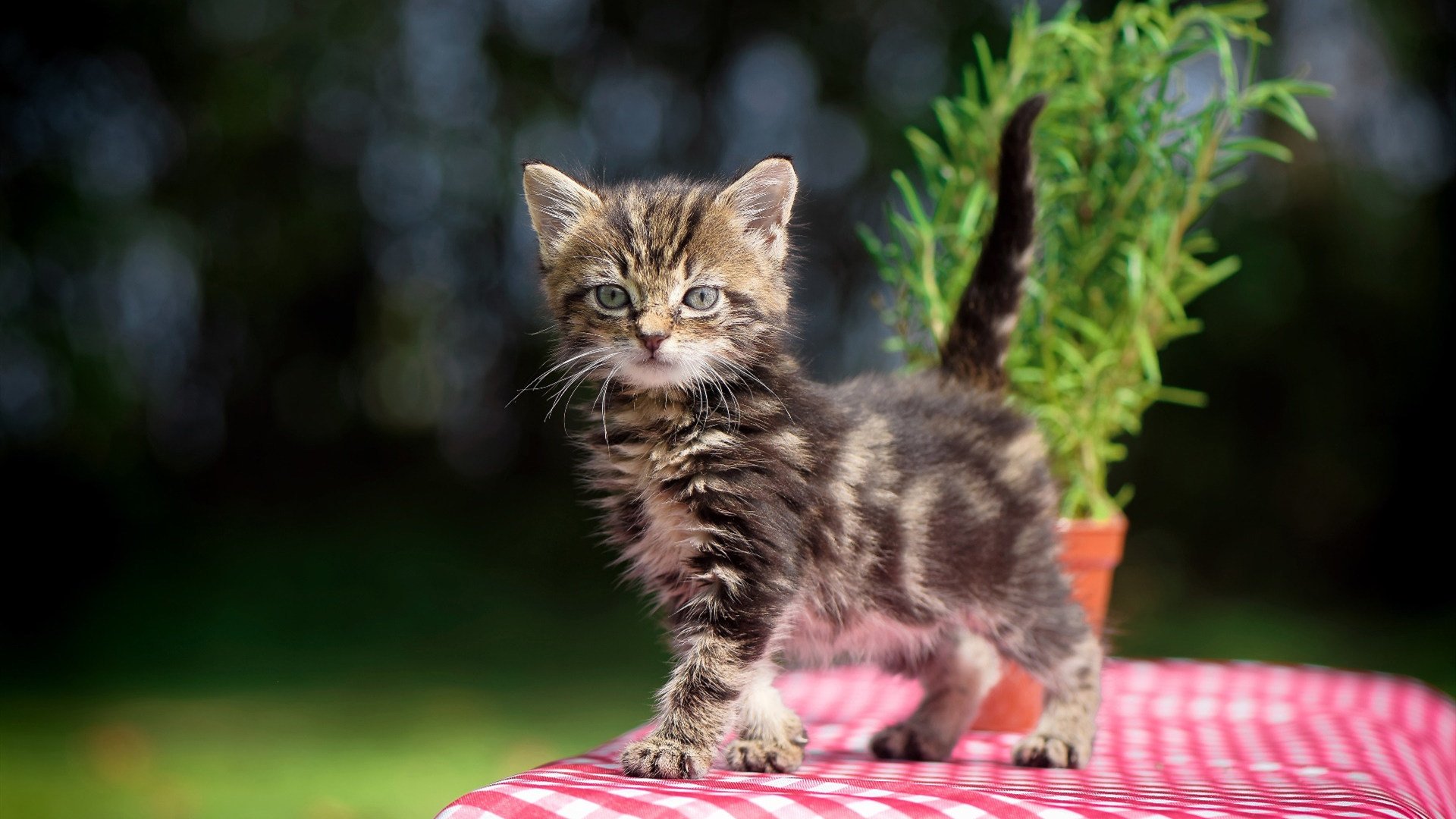 杜兰特,大场面先生如何主宰粤辽巅峰对决?