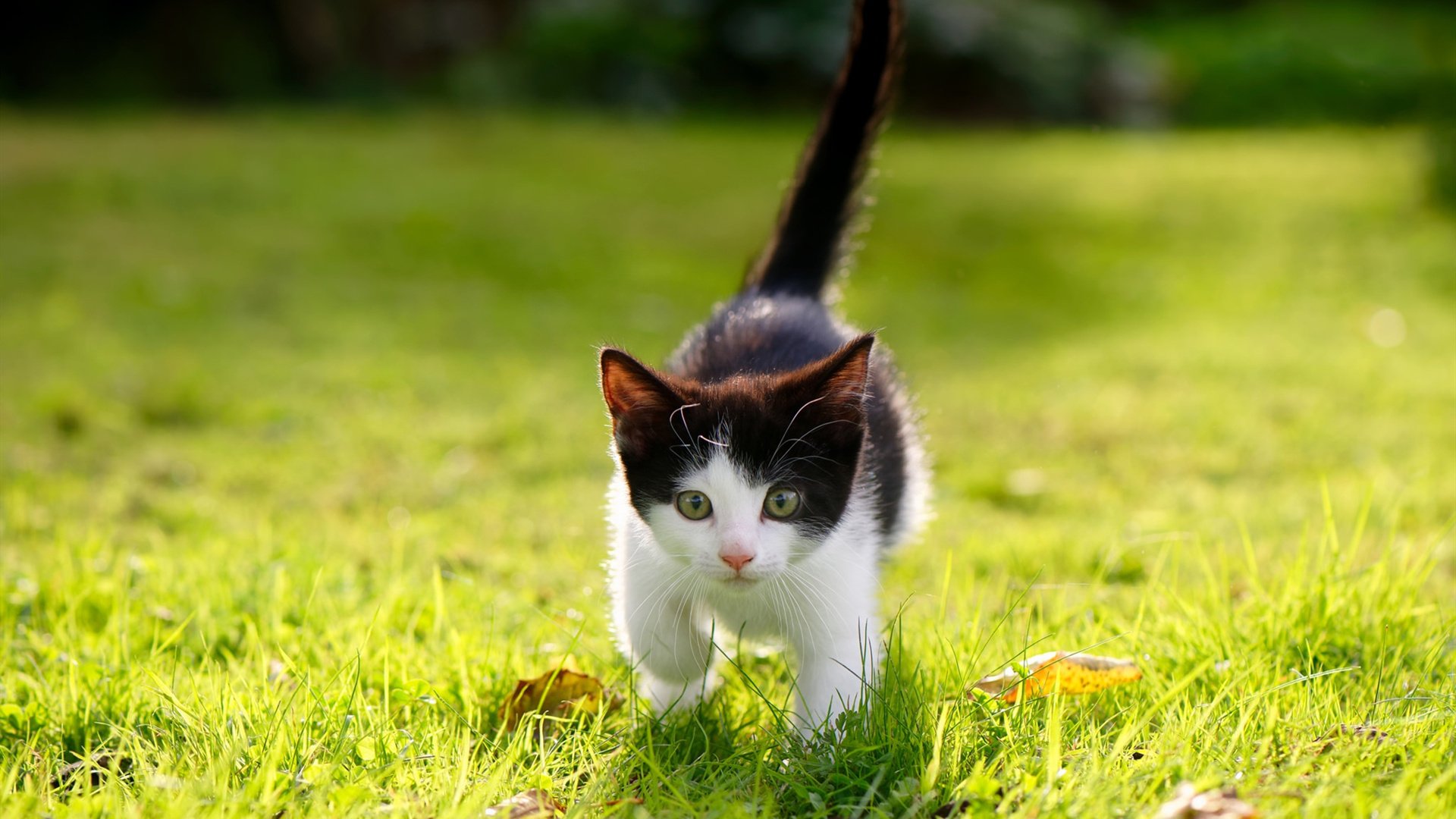 迪马利亚化剑为笔，马赛夜带走波兰铁骑